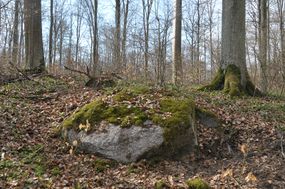 Głaz narzutowy w leśnictwie Buki © Alicja Szarzyńska