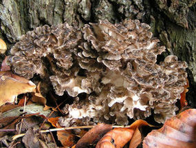 Owocnik żagwicy listkowatej. Autor: Pethan. Źródło: Commons Wikimedia