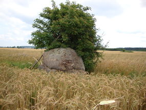 Głaz narzutowy "Kucak" © Alicja Szarzyńska