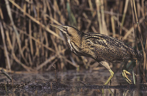 Bak zwyczajny (Botaurus stellaris). Fot. Marek Szczepanek. Źródło: Commons Wikimedia