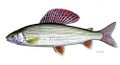 Miniatura wersji z 13:54, 31 sty 2015