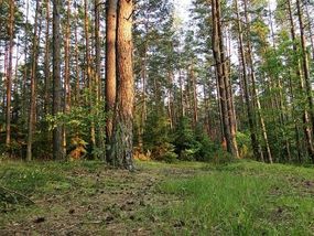 Fot. Mateusz Giełczyński. Źródło: Commons Wikimedia