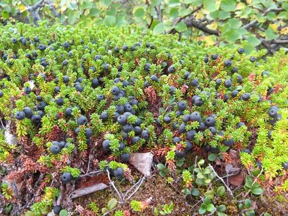 Bażyna czarna (Empetrum nigrum). Fot. Ante Aikio. Źródło: Commons Wikimedia