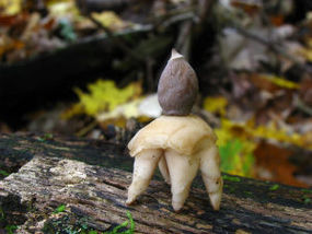 Owocnik gwiazdosza czteropromiennego. Autor: Dan Molter. Źródło: Commons Wikimedia