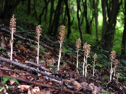 Gnieźnik leśny (Neottia nidus-avis) Fot. Orchi. Źródło: Commons Wikimedia