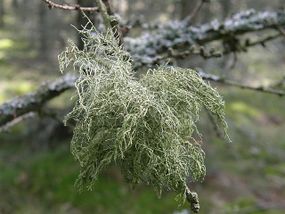 Brodaczka. Fot. Dariusz Kubiak.