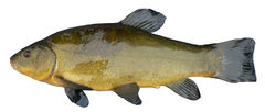 Fot. Viridiflavus. Źródło: Commons Wikimedia
