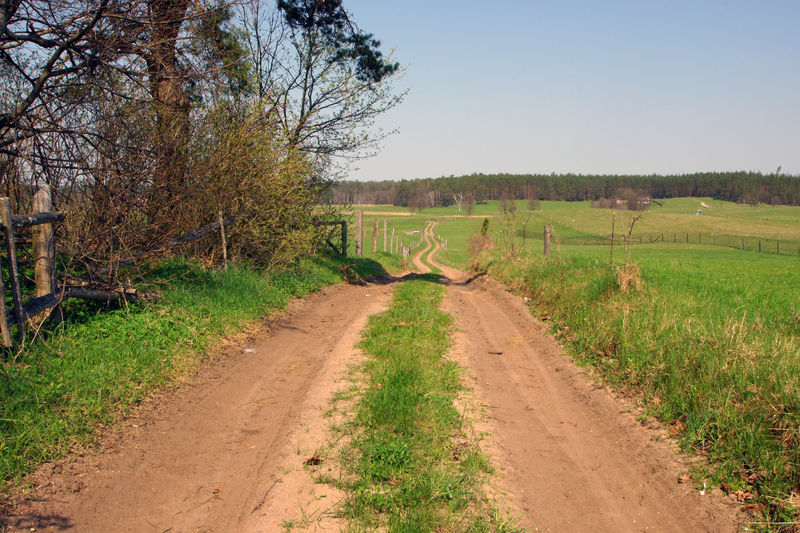 Plik:Dobrylasek.jpg