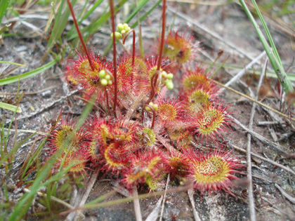 Rosiczka okrągłolistna (Drosera rotundifolia). Fot. DymphieH. Źródło: Commons Wikimedia