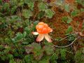 Miniatura wersji z 13:55, 31 sty 2015