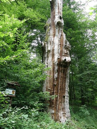 Martwy pomnikowy dąb w rezerwacie – Dąb Cesarza Wilhelma. Fot. Dariusz Kubiak.