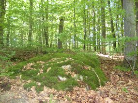 Głaz narzutowy w leśnictwie Buczyniec © Alicja Szarzyńska