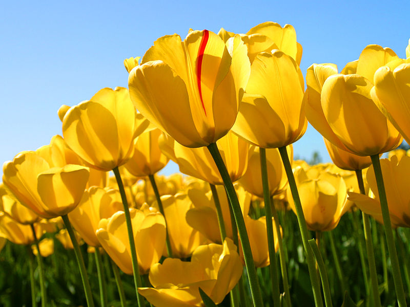 Plik:Tulips.jpg