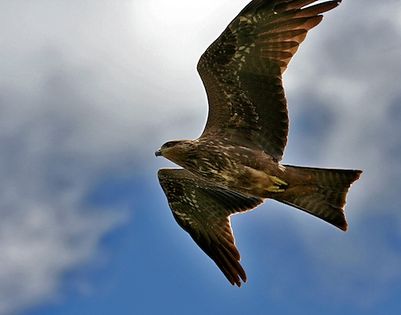 Kania czarna (Milvus migrans) Fot. J. M. Garg. Źródło: Commons Wikimedia
