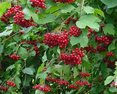 Owoce kaliny koralowej (Viburnum opulus). Fot. Wouter Hagens. Źródło: Commons Wikimedia