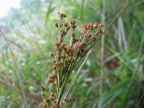 Kłoć wiechowata – pokrój. Fot. Kristian Peters. Źródło: Wikipedia [10.07.2014]