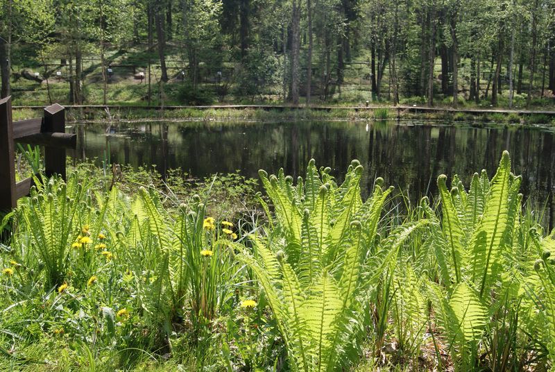 Plik:Arboretum 2.jpg