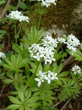 Przytulia wonna (Galium odoratum). Fot. J. F. Gaffard. Źródło: Commons Wikimedia
