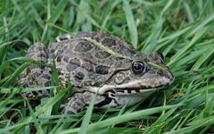 Żaba śmieszka w naturalnym środowisku. Fot. Markus Qulehla. Źródło: www.flickrhivemind.net