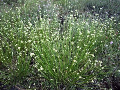 Przygiełka biała (Rhynchospora alba). Fot. Elke Freese. Źródło: Commons Wikimedia