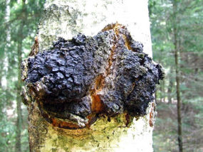 Błyskoporek podkorowy. Fot. Tomas Čekanavičius. Źródło: Commons Wikimedia