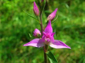 Buławnik czerwony (Cephalanthera rubra). Fot. Orchi. Źródło: Commons Wikimedia