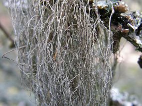 Włostka – fragment plechy. Fot. Dariusz Kubiak.