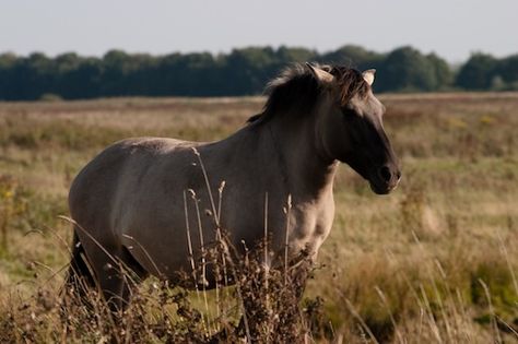 Konik polski Fot. Hans Pama. Źródło: Commons Wikimedia