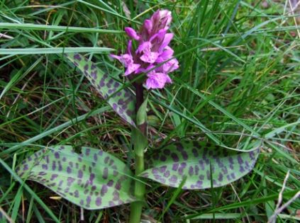 Storczyk plamisty (Dactylorhiza maculata). Fot. Jerzy Opioła. Źródło: Commons Wikimedia