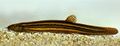 Miniatura wersji z 13:56, 31 sty 2015