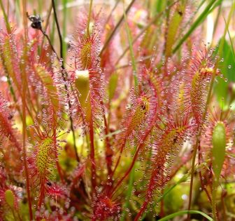 Rosiczka długolistna (Drosera anglica). Fot. Noah Elhardt. Źródło: Commons Wikimedia