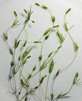 Ramienica krucha. Autor: Christian Fischer. Źródło: Commons Wikimedia