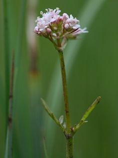Kozłek dwupienny (Valeriana dioica), kwiatostan męski. Fot. Kristian Peters. Źródło: Commons Wikimedia