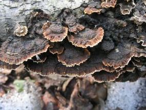 Owocniki szczeciniaka żółtobrzegiego. Źródło: www.mycoweb.ru