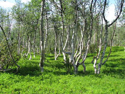 Brzoza omszona (Betula pubescens) Fot. Orcaborealis. Źródło: Commons Wikimedia