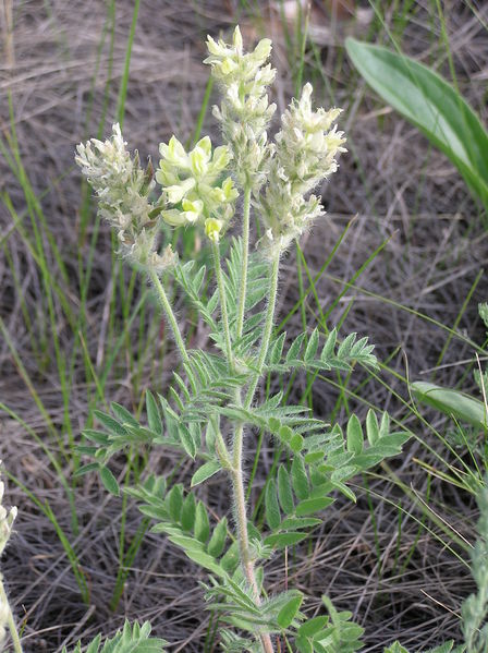 Plik:Oxytropis pilosa 1.jpg