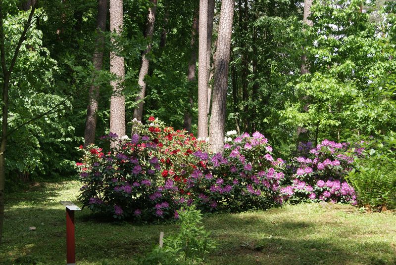Plik:Arboretum 3.jpg