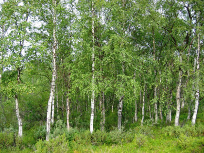 Brzoza brodawkowata (Betula pendula). Autor: Percita. Źródło: Commons Wikimedia