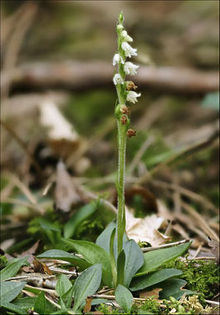 Tajęża jednostronna (Goodyera repens (L.) R. Br.). Fot. Hans Hillewaert. Źródło: Commons Wikimedia