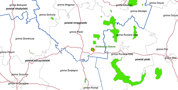 Rezerwat Królewska Sosna