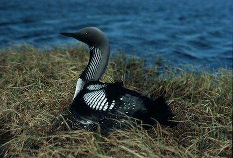 Nur czarnoszyi (Gavia arctica) Fot. Robert Bergman. Źródło: Commons Wikimedia