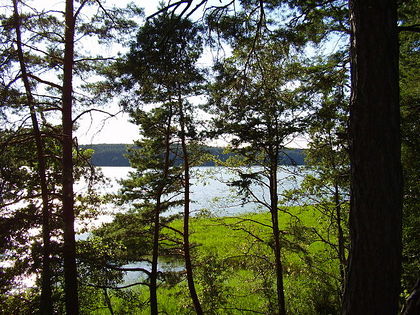 Jezioro Kośno Fot. S. Czachorowski. Źródło: Commons Wikimedia