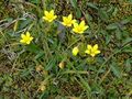 Miniatura wersji z 13:55, 31 sty 2015