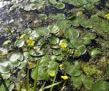 Grzybieńczyk wodny (Nymphoides peltata). Źródło: Commons Wikimedia