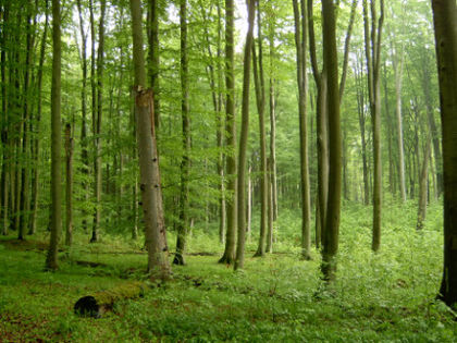 Buczyna pomorska. Fot. Kenraiz. Źródło: Commons Wikimedia