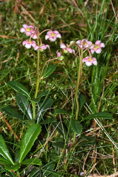 Plik:Chimaphila2.jpg