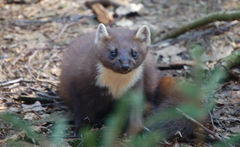 Kuna leśna Fot. Huhu Uet. Źródło: www.wikiwand.com