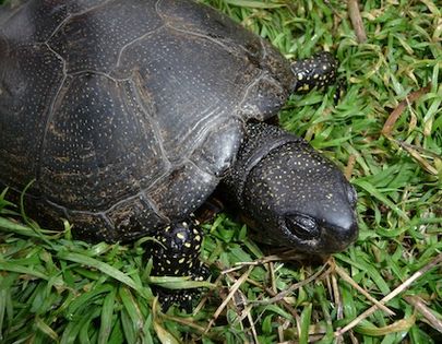 Żółw błotny (Emys orbicularis). Fot. George Chernilevsky. Źródło: Commons Wikimedia