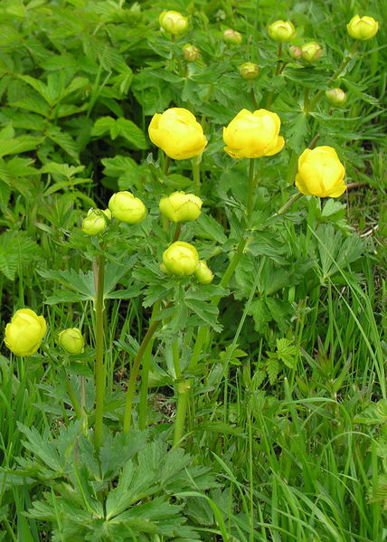 Plik:Trollius europaeus.jpg