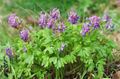 Miniatura wersji z 13:55, 31 sty 2015